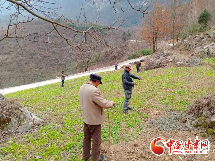 【甘肅全民戰(zhàn)“疫”】戰(zhàn)“疫”中，隴南稻坪的春天