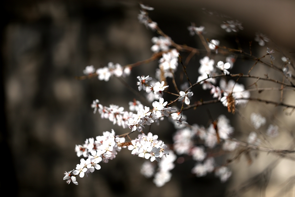 海報(bào)|花開(kāi)隴原，甘肅這些景區(qū)正在復(fù)蘇！