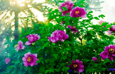 【“甘味”故事】“百花王”駕到！國色傾城正當(dāng)時