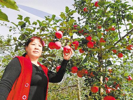 【走向我們的小康生活】馮巧葉，“大家一起過好日子”