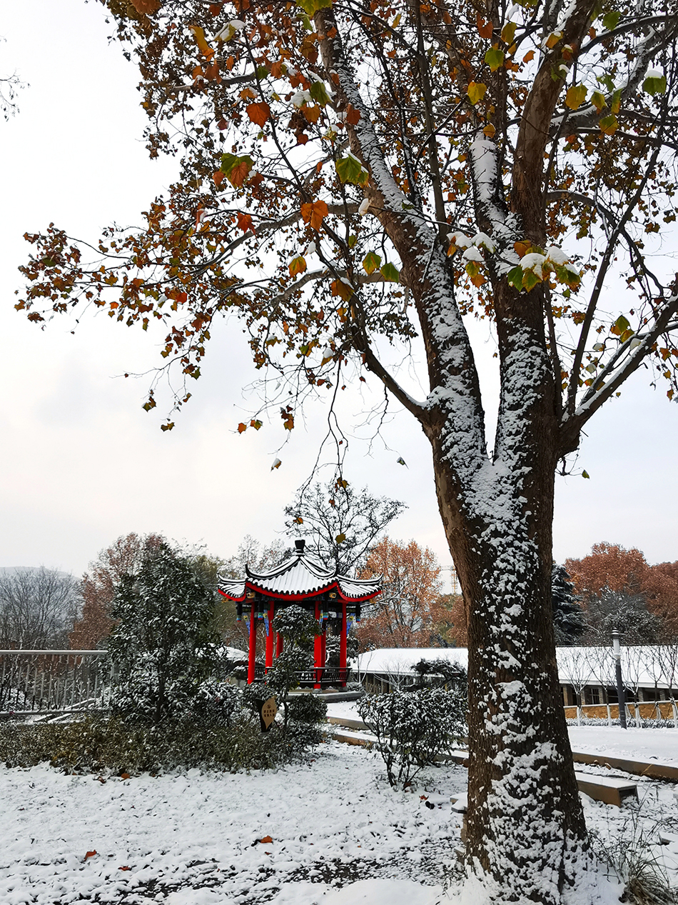 高清大圖|天水弘文園初雪，你喜歡嗎？