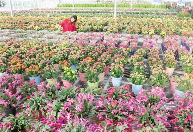 臨夏縣20多萬株水仙花、杜鵑、蝴蝶蘭等60多種花卉競相綻放
