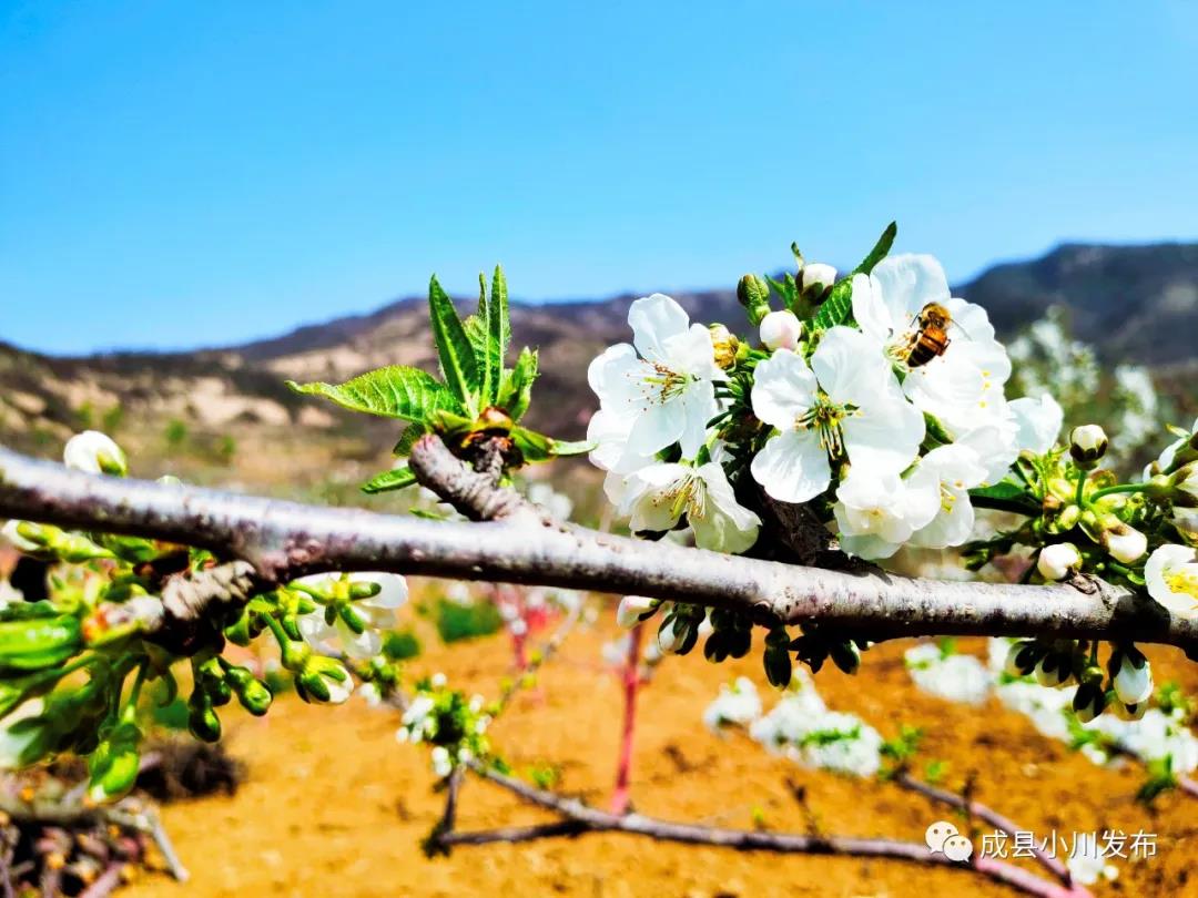 櫻花盛開，小川西狹等您來(lái)踏青、賞花！