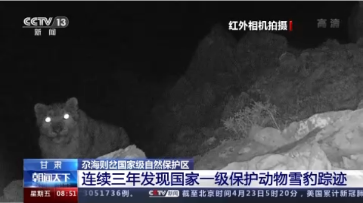 “大貓”出沒！甘肅尕海則岔保護(hù)區(qū)連續(xù)三年發(fā)現(xiàn)雪豹蹤跡