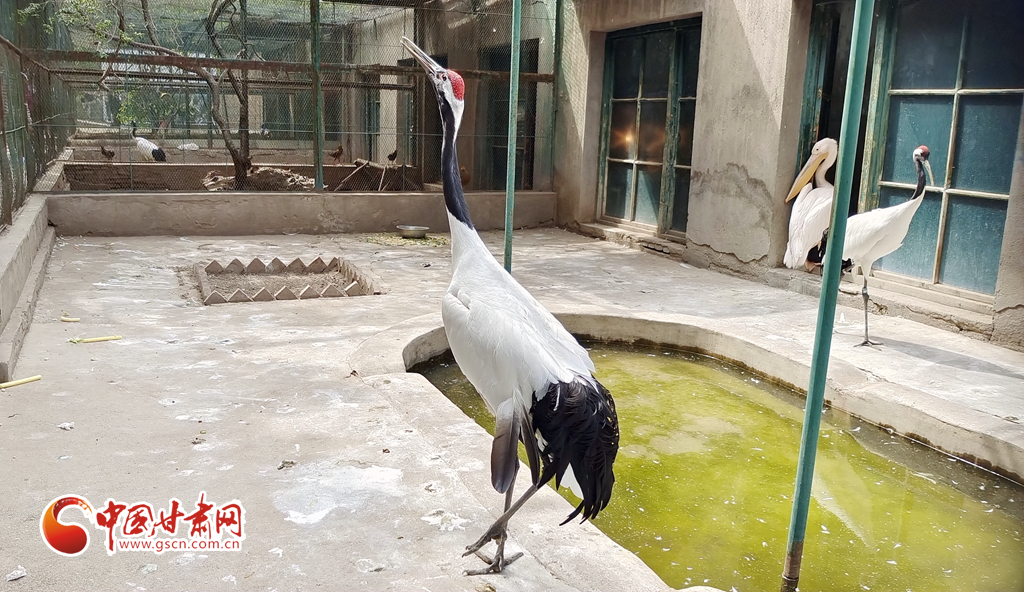 蘭州公安提醒市民：非緊急非必要，不出境