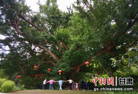 隴南徽縣境內(nèi)最古老的銀杏樹。當(dāng)?shù)貍髡f，它已有千年樹齡。（資料圖）殷春永 攝