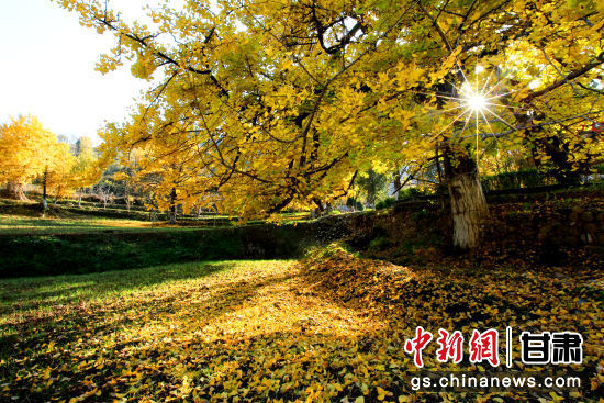 隴南徽縣銀杏樹最美的時(shí)候，當(dāng)屬每年的10月至11月。圖為樹葉已染黃的銀杏樹。張承榮 攝