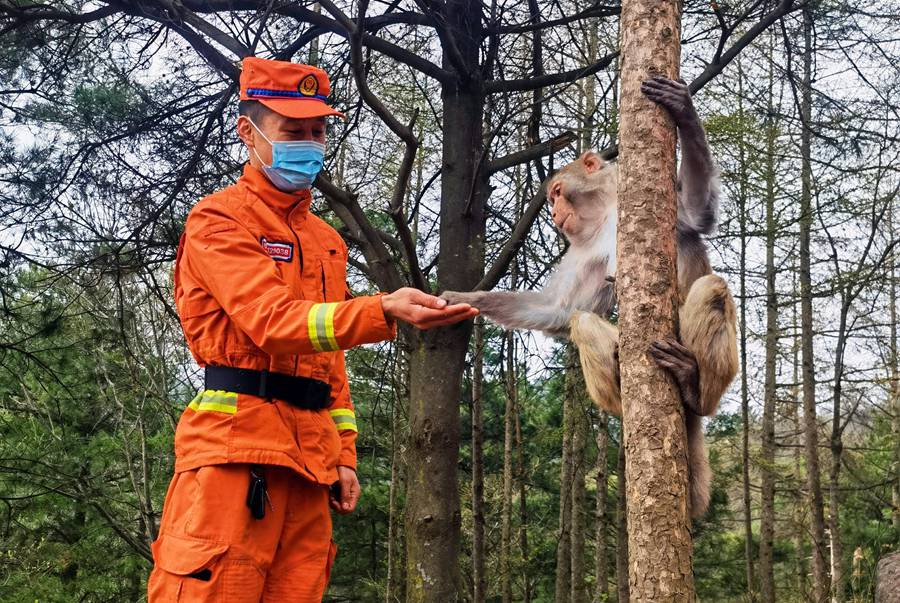 【甘快看】嗨！你好！甘肅隴南森林消防員巡護(hù)途中偶遇野生獼猴群