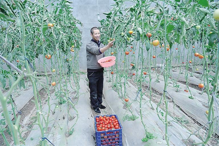 臨夏縣尹集、刁祁鎮(zhèn)易地扶貧搬遷后續(xù)產(chǎn)業(yè)園有日光溫室534座