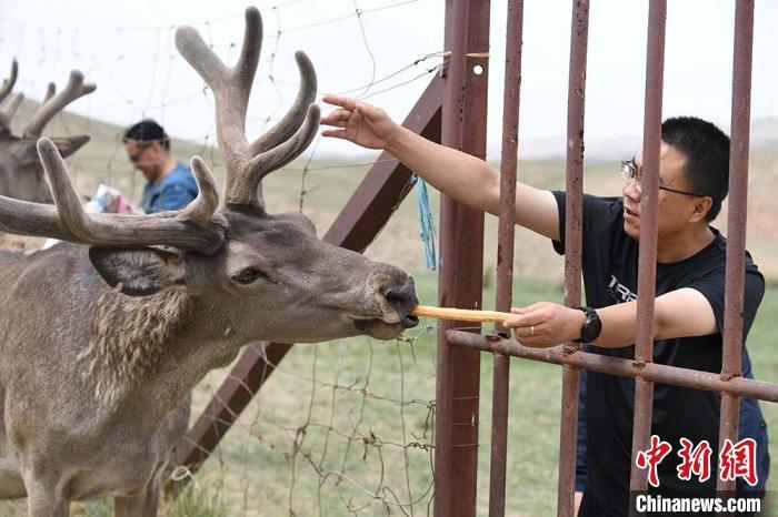 圖為游客在肅南縣馬鹿養(yǎng)殖場內體驗喂鹿?！钇G敏 攝