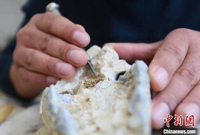 2022年6月，在和政古動物化石博物館內(nèi)，古生物化石修復(fù)師對化石進(jìn)行修復(fù)。(資料圖) 高展 攝
