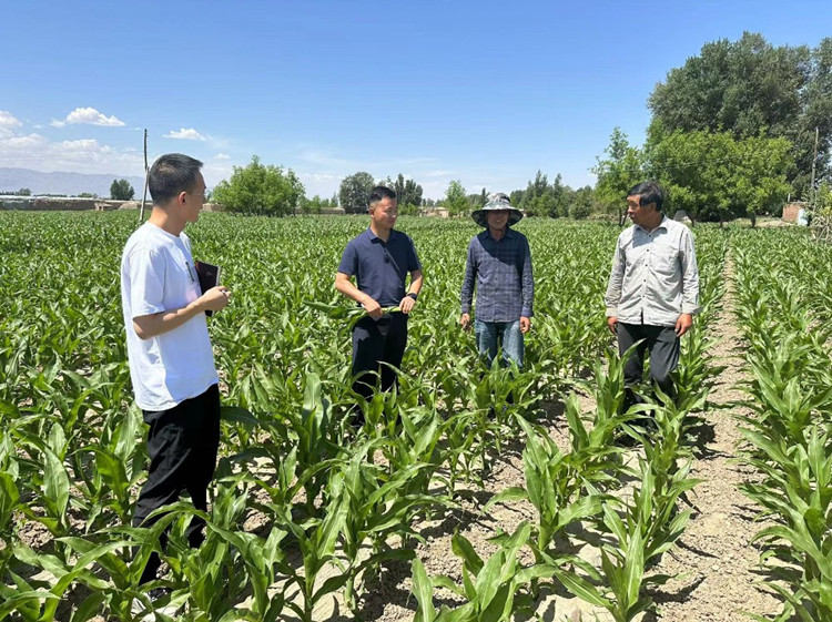 臨澤縣蓼泉鎮(zhèn)紀委工作人員深入田間地頭，現(xiàn)場了解玉米制種長勢和產(chǎn)業(yè)發(fā)展情況。.jpg