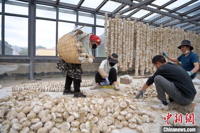 5月10日，甘肅省甘南藏族自治州迭部縣一青稞酒廠，工作人員用青稞面和青稞草等制成的曲坯用繩子串起來，方便掛起來曬干。九美旦增　攝