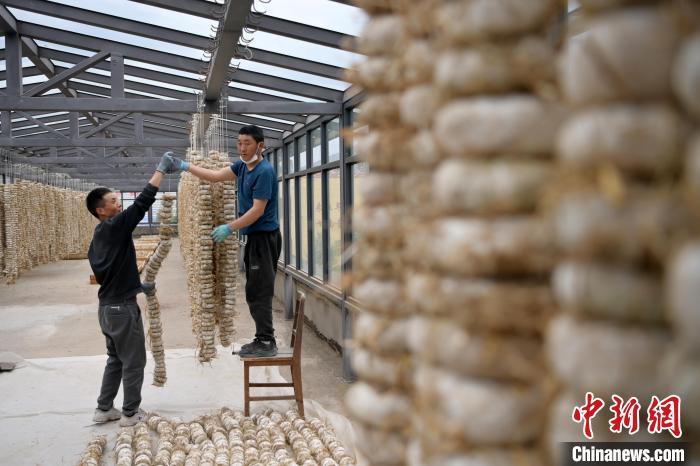 圖為5月10日，工作人員將用青稞面和青稞草等制成的曲坯用繩子串起來晾曬。九美旦增　攝