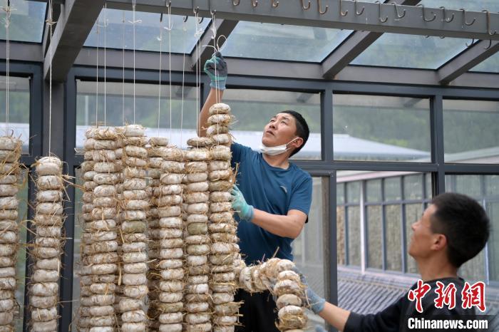 圖為5月10日，工作人員將用青稞面和青稞草等制成的曲坯用繩子串起來晾曬。九美旦增　攝