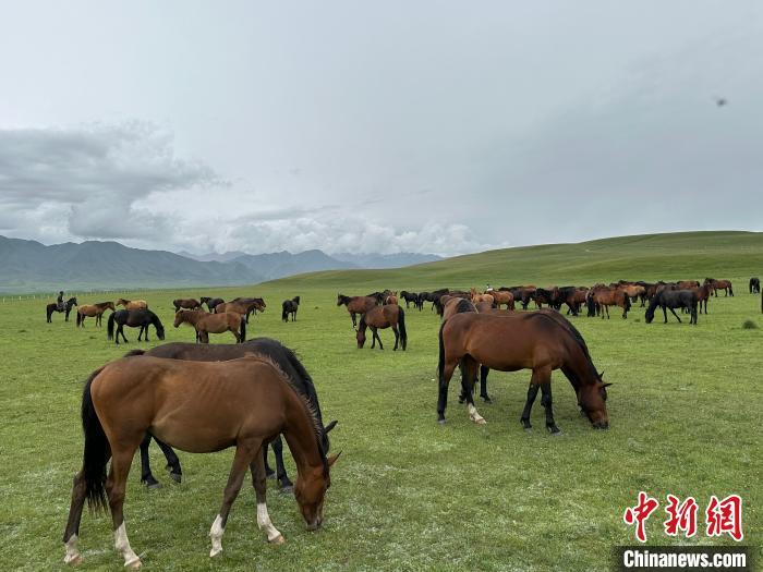 7月中旬，在山丹馬場草原上吃草的“山丹馬”?！〈魑牟?攝