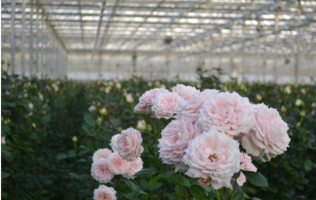 從絲路玫瑰到微米銅箔：蘭州新區(qū)“開放引擎”全速運轉(zhuǎn)