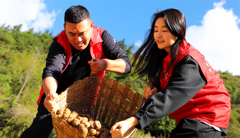 【隴原山鄉(xiāng)新畫卷】迭部：“珍珠”馬鈴薯串起鄉(xiāng)村振興路