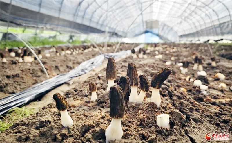 正寧湫頭鎮(zhèn)：黨建賦能產(chǎn)業(yè)“三維破題” 解鎖鄉(xiāng)村治理新密碼